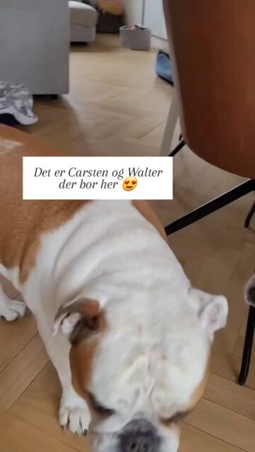 Vuf! Portræt af Walter, en meget sød #engelskbulldog 😊